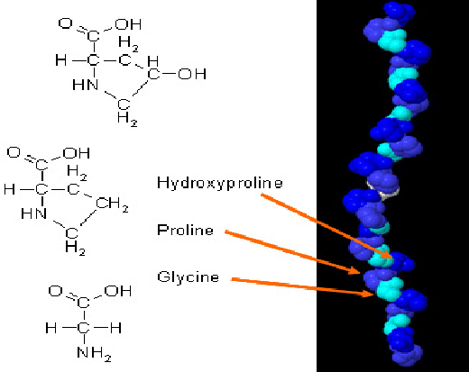 Cấu trúc collagen