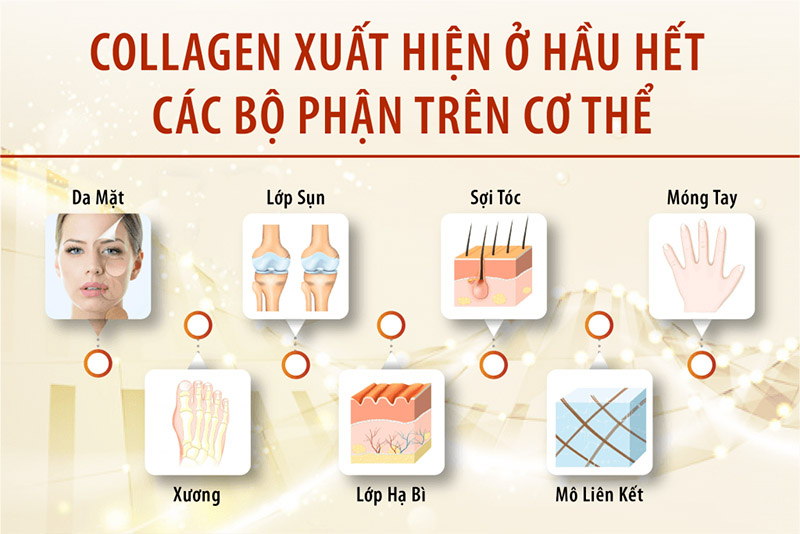 Collagen có nhiều trên các bộ phận của cơ thể con người